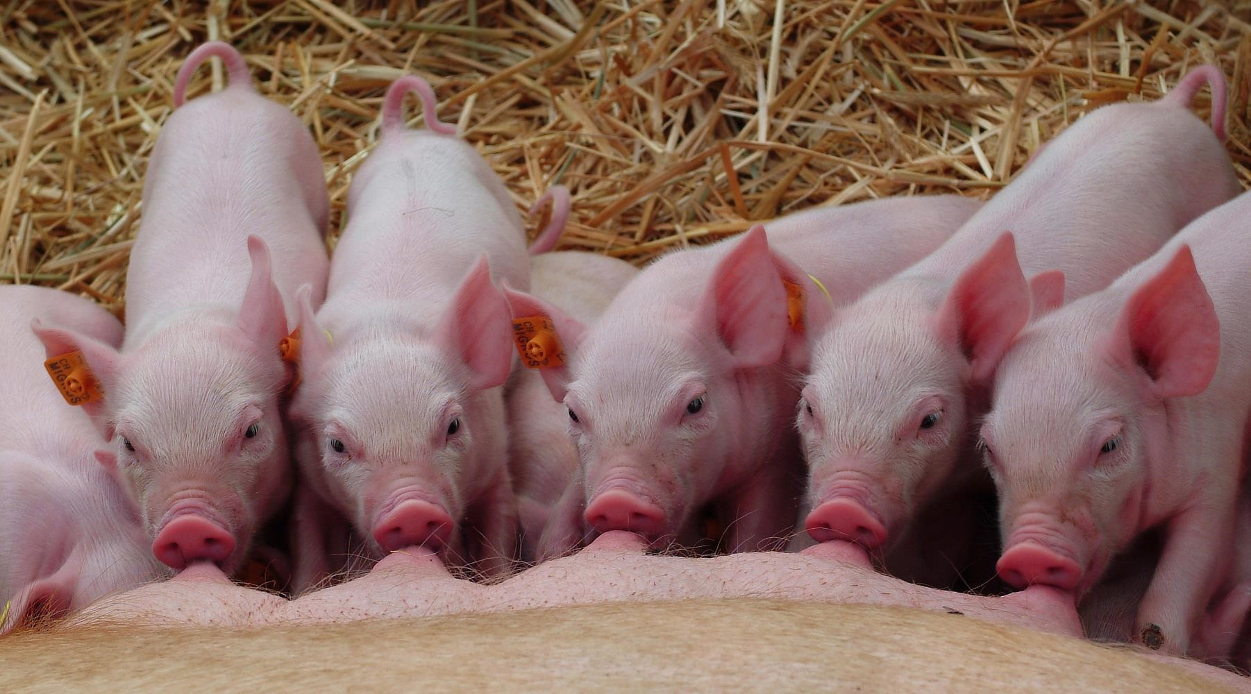 Junge Schweine sind besonders anfällig auf Krankheiten und bedürfen viel Aufmerksamkeit und Fürsorge