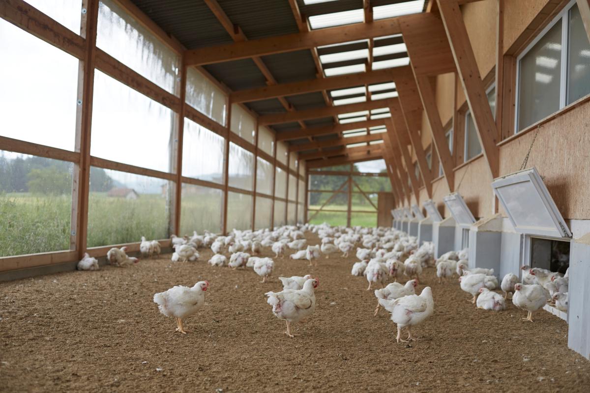 Mastpoutlets: In der Schweiz gibt es keine Massentierhaltung. Es dürfen maximal 18000 Poulets in einem Stall gehalten werden